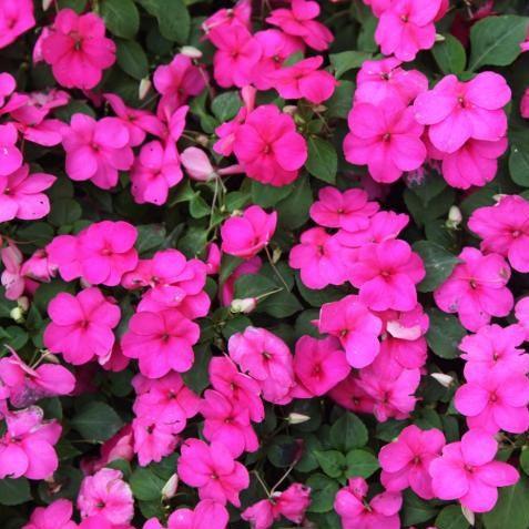 Impatiens