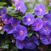 Ipomoea purpurea,Common Morning Glory, Tall Morning Glory, Purple Morning Glory, Garden Morning Glory - Kadiyam Nursery