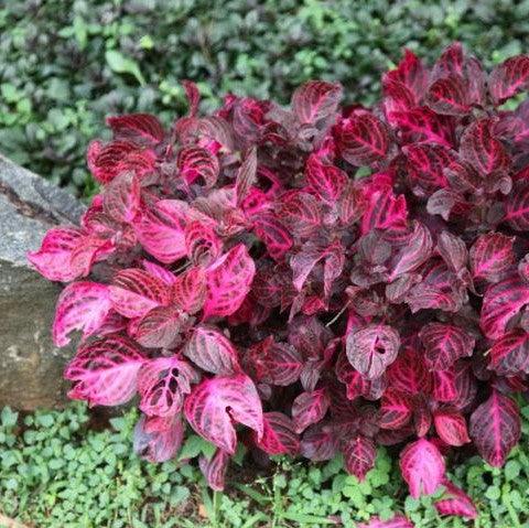 Iresine herbstii, Achyrnthes verschaffelti,Red Beefsteak Plant - Kadiyam Nursery