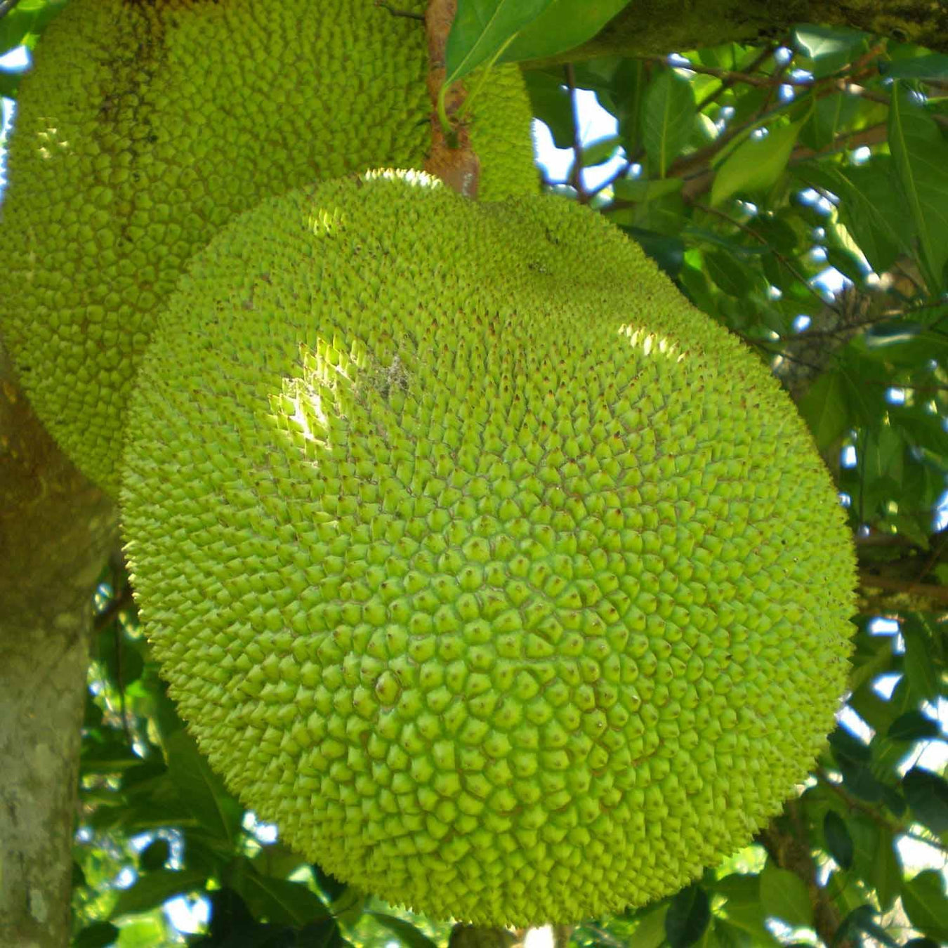 Jack Fruit plant