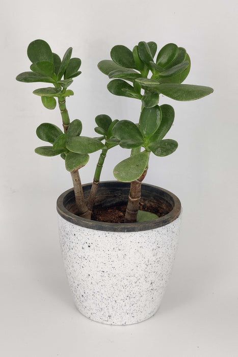 jade succulent-plant-green - Kadiyam Nursery