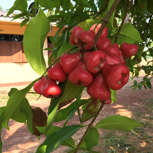 Java Apple Plant Sale at the Garden Center - Kadiyam Nursery