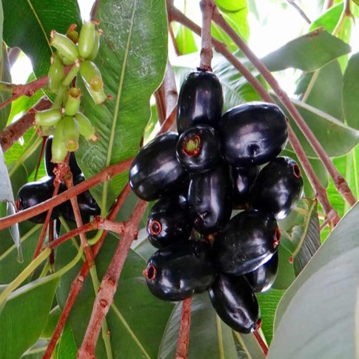 Java plum,Jamun Tree, Syzygium cumini - Plant - Kadiyam Nursery