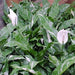Kadiyam Nursery Plant Varieties | Buy Variegated Peace Lily - Kadiyam Nursery