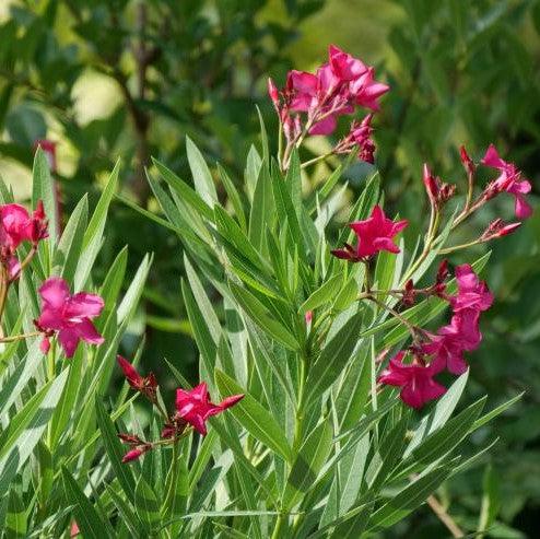 Kaner, Nerium Oleander (Any Color) - Plant - Kadiyam Nursery