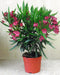 Kaner, Nerium Oleander (Any Color) - Plant - Kadiyam Nursery