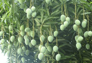 Kesar Mango Plant-Grafted Variant - Kadiyam Nursery