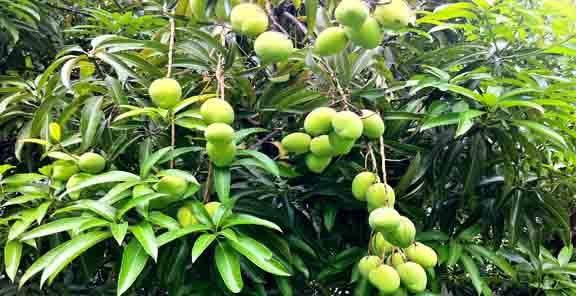 Kesar Mango Plant-Grafted Variant - Kadiyam Nursery