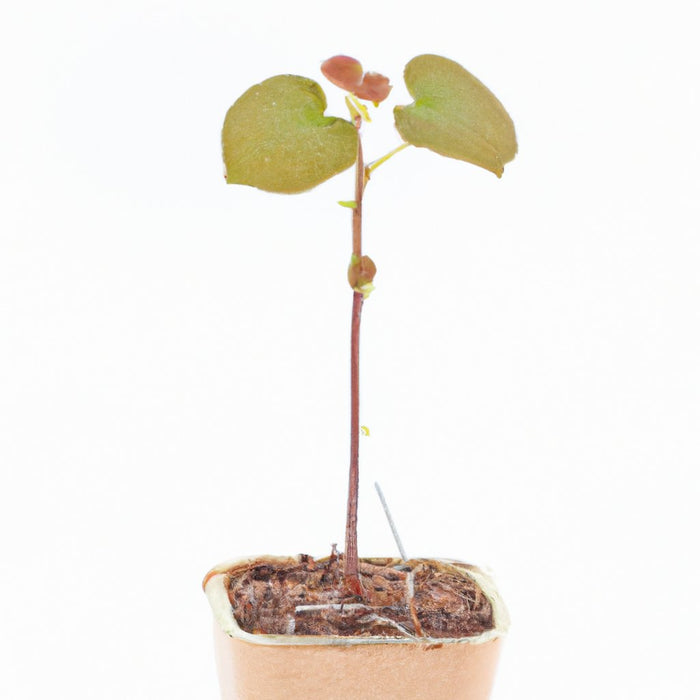 Grafted Live Kiwi Fruit Plant - Actinidia deliciosa for Sale