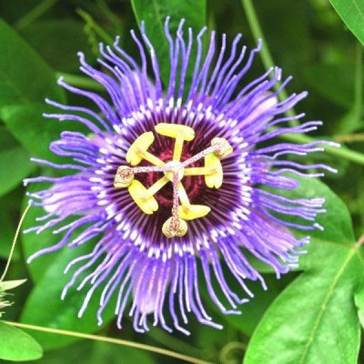 Krishna Kamal, Passion flower, Passiflora incarnata (Purple) - Plant - Kadiyam Nursery