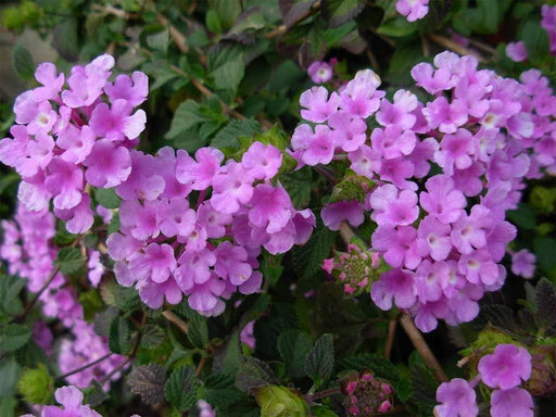 Lantana camara (Lavender) - Plant - Kadiyam Nursery