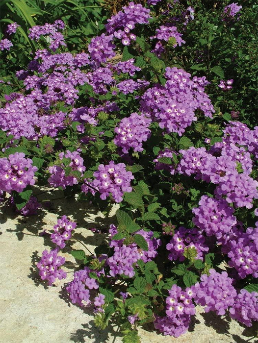 Lantana camara (Lavender) - Plant - Kadiyam Nursery