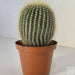 Leninghuasi Cactus plants - Kadiyam Nursery