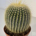 Leninghuasi Cactus plants - Kadiyam Nursery