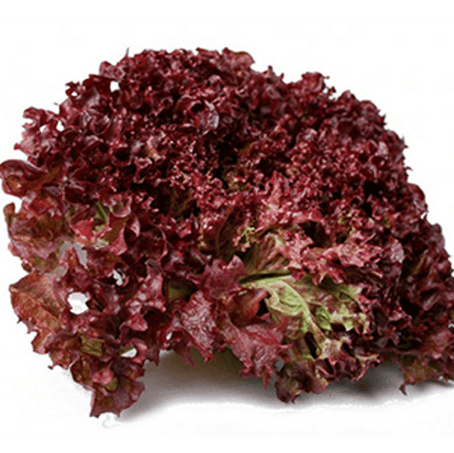 Lettuce Lollo Rosso - NM seeds pack of 30g - Kadiyam Nursery