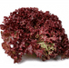 Lettuce Lollo Rosso - NM seeds pack of 30g - Kadiyam Nursery