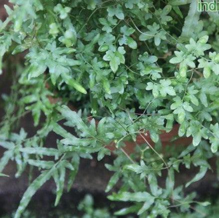 Lygodium japonicum,Climbing Fern - Kadiyam Nursery