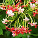 Madhumalati - (Rangoon Creeper Flower)Combretum indicum/Madhuvi lota/Akar Dani/Radha Manoharam Flower Plant - Kadiyam Nursery