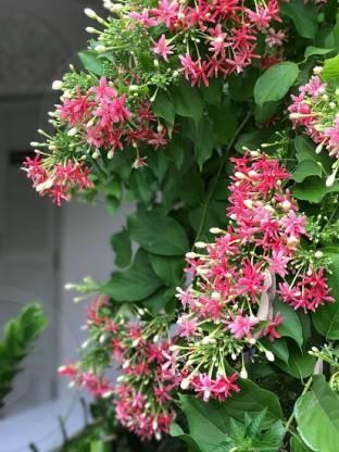 Madhumalati - (Rangoon Creeper Flower)Combretum indicum/Madhuvi lota/Akar Dani/Radha Manoharam Flower Plant - Kadiyam Nursery