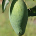 Mallika Mango ('Neelum' X 'Dasheri') Sweet Fiberless Fruit Mango Live Plant - Grafted Plant (1 Healthy Live Plant) - Kadiyam Nursery