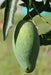 Mallika Mango ('Neelum' X 'Dasheri') Sweet Fiberless Fruit Mango Live Plant - Grafted Plant (1 Healthy Live Plant) - Kadiyam Nursery