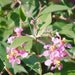 Malpighia punicifolia, M. glabra,Pink Flowering Malpighia , - Kadiyam Nursery