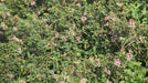 Malpighia punicifolia, M. glabra,Pink Flowering Malpighia , - Kadiyam Nursery