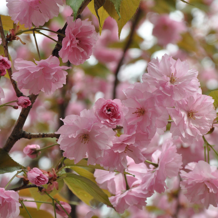 Stunning Malus Spectabilis Trees: Add a Touch of Elegance to Your Garden Today!