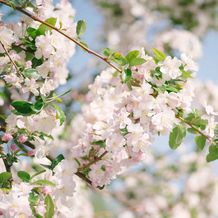 Stunning Malus Spectabilis Trees: Add a Touch of Elegance to Your Garden Today!