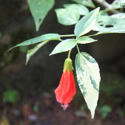 Malvaviscus arboreus mexicanus variegata,Mirchi Jasvandh - Kadiyam Nursery
