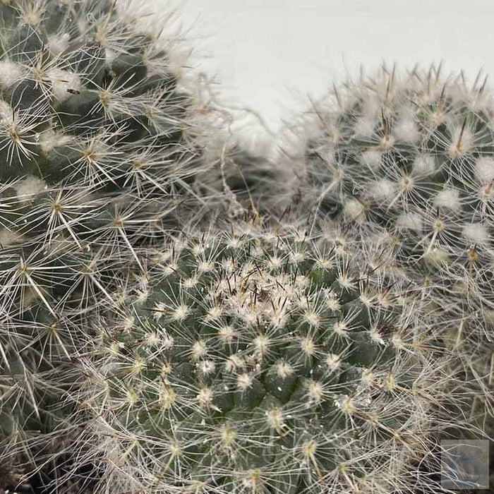 Mamilaria Cactus plants - Kadiyam Nursery