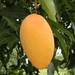 Mango Amrapali, Aam Amrapali (Grafted) - Plant - Kadiyam Nursery