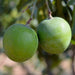 Mango Baramasi, Aam Baramasi, Punasa 1 Grafted Fruit Tree Live Plant - Kadiyam Nursery