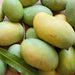 Mango Chinna Rasam Variety Grafted Fruit Live Plants & Tree - Kadiyam Nursery