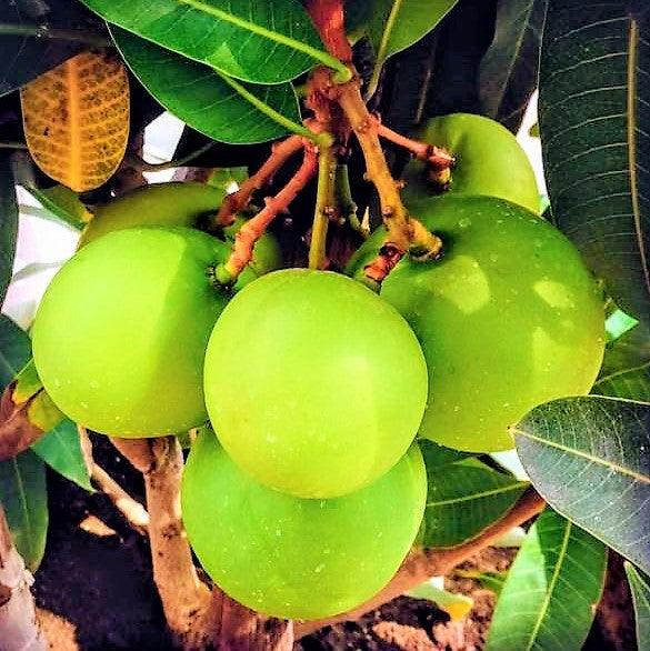 Mango Kothapalli kobbari Variety Grafted Fruit Live Plants & Tree - Kadiyam Nursery