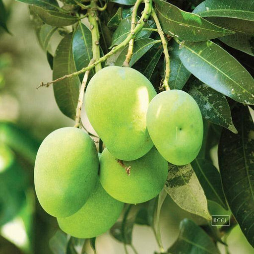 Mango Plant Neelam Tasty Variety grafted 1 Healthy Live Plant - Kadiyam Nursery