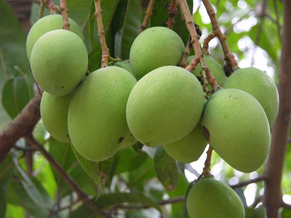Mango Plant Neelam Tasty Variety grafted 1 Healthy Live Plant - Kadiyam Nursery