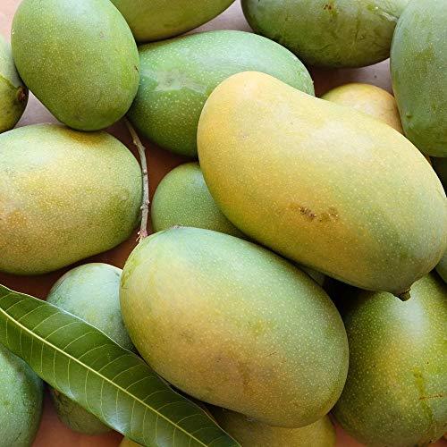Mango plant Pedda Rasam(Grafted) - Fruit Plants & Tree - Kadiyam Nursery