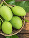 Mango plant Pedda Rasam(Grafted) - Fruit Plants & Tree - Kadiyam Nursery