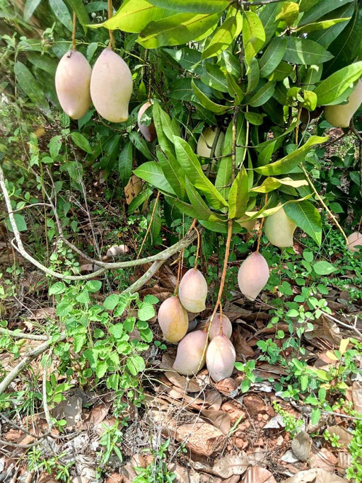 Mango Totapuri Intense Smell Plant for Home Garden Plant(1 Healthy Live Plant) - Kadiyam Nursery