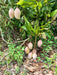Mango Totapuri Intense Smell Plant for Home Garden Plant(1 Healthy Live Plant) - Kadiyam Nursery