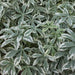 Manihot esculanta var albifolia,Tapioca White - Kadiyam Nursery
