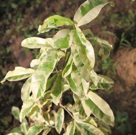Manilkara hexandra variegata,Variegated Ceylon Iron Wood - Kadiyam Nursery