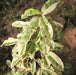 Manilkara hexandra variegata,Variegated Ceylon Iron Wood - Kadiyam Nursery