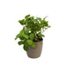 Maranta Leuconeura Kerchoveana Prayer Plant Indoor Air Purifier For Living Room Green (Healthy Live Plant), Green Plant - Kadiyam Nursery