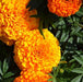 Marigold French gulzafri Flowring seeds (pack of 1) 30g - Kadiyam Nursery