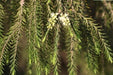Melaleuca linariifolia,Flax Leafed, Narrow Leafed Paperbark, Snow In Summer - Kadiyam Nursery