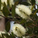 Melaleuca quinquenervia,White Bottle Brush - Kadiyam Nursery