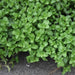Mentha viridis, M. arvensis, M. piperitu,Field Mint, Corn Mint, Japanese Mint - Kadiyam Nursery