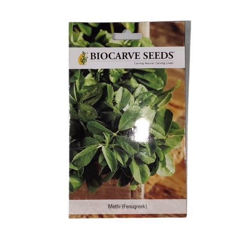 Methi(Fenugreek) seeds (pack of 100seeds) - Kadiyam Nursery